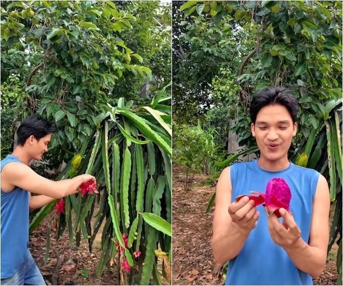 Nam diễn viên "chén" luôn trái thanh long ruột đỏ ngọt lịm vừa hái ngay trên cây, anh hài hước đùa rằng ăn tuy "không sang mồm nhưng chắc chắn đỏ hết cả mồm".