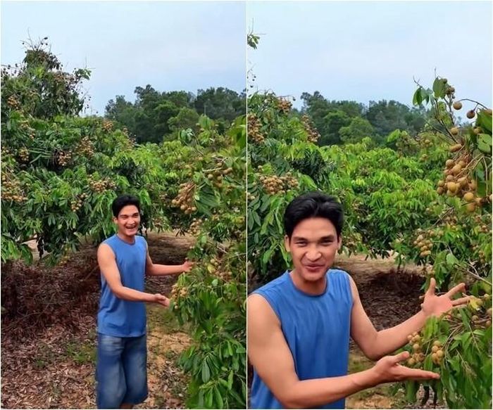 Mạc Văn Khoa không giấu nổi sự thích thú khi đứng giữa vườn nhãn sai trĩu quả, các chùm nhãn to tròn mọc dày đặc sà xuống sát mặt đất giúp việc thu hoạch trở nên vô cùng dễ dàng.