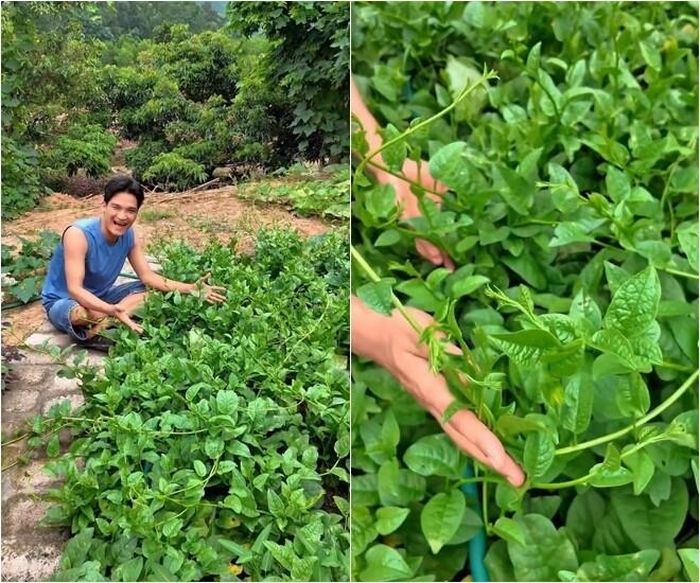 Cây mồng tơi mập mạp với những chiếc lá bản to, ngọn non vươn dài đầy sức sống được gia đình nam diễn viên bên lối đi lát đá sạch sẽ.
