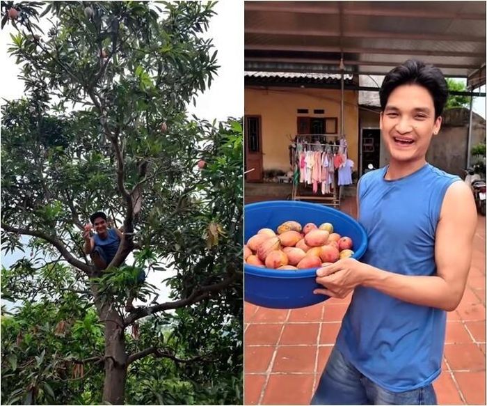 Thành quả ngọt ngào sau một hồi thu hoạch là một chậu lớn chứa đầy những trái xoài chín vàng ươm, má hồng vô cùng ngon mắt được Mạc Văn Khoa vui vẻ khoe với người xem.