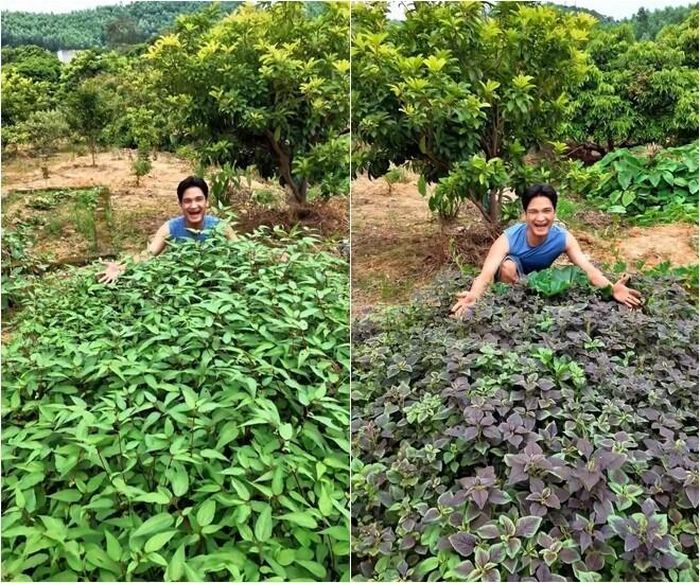 Những luống rau đay đỏ dùng để nấu canh cua siêu ngọt. Rau dền cũng rất tốt, chỉ cần luộc sơ là có ngay phần nước canh đỏ tươi vô cùng đẹp mắt.