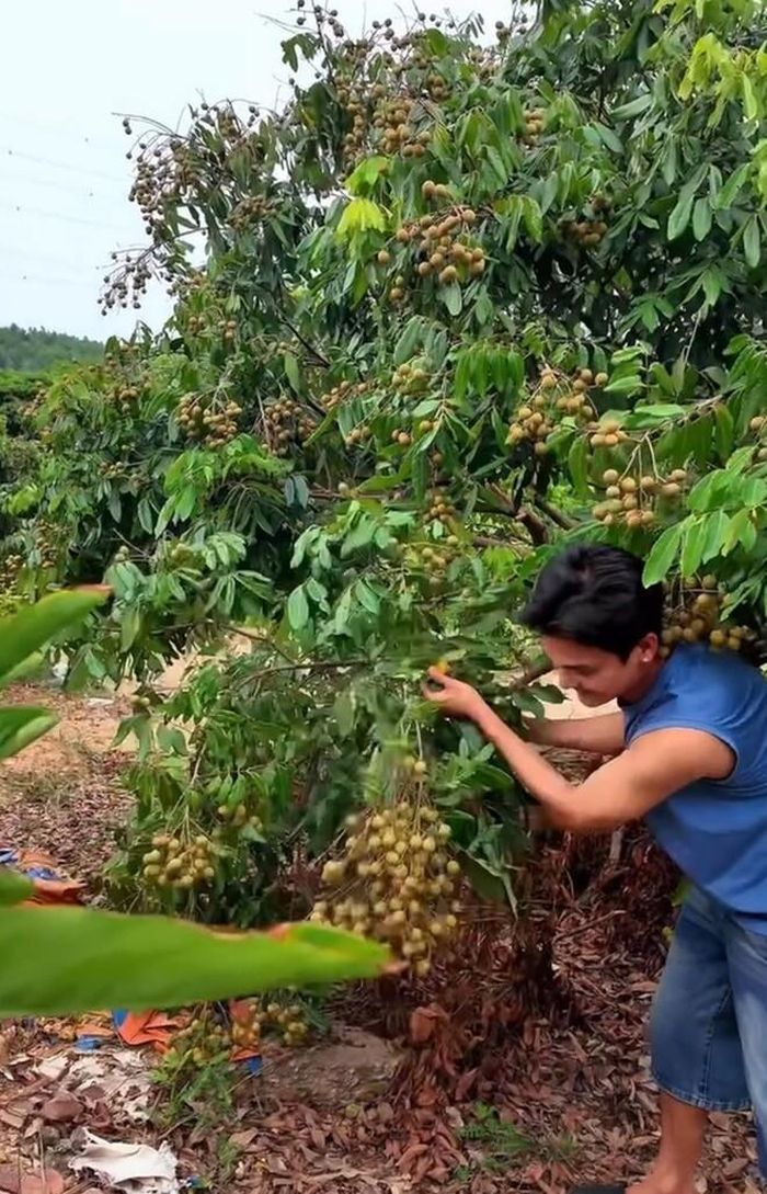 Cận cảnh một cây nhãn trong vườn nhà nam diễn viên hài với những chùm quả chín mọng, nặng trĩu kéo cong cả cành lá.