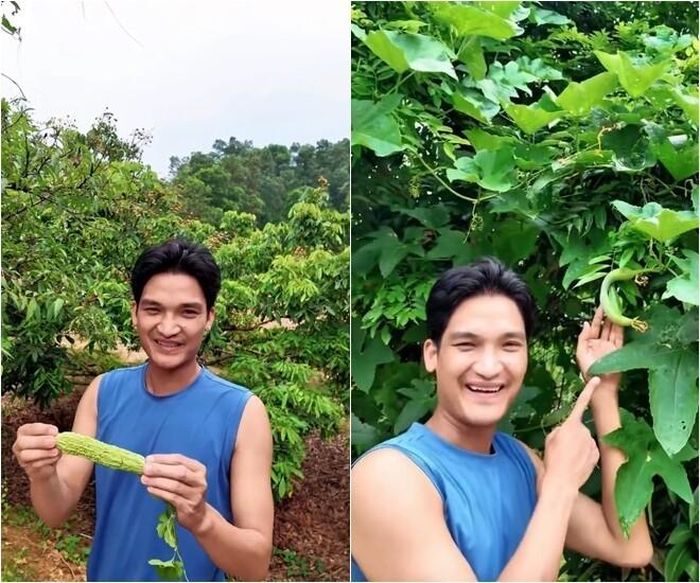 Mạc Văn Khoa hài hước giới thiệu những trái mướp đắng tươi ngon vừa hái từ trên giàn xuống, cùng những trái mướp hương lủng lẳng khuất sau tán lá.