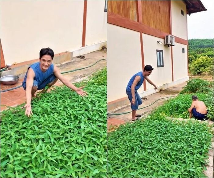 Luống rau muống xanh ngát, non choẹt được bố của nam diễn viên cẩn thận thu hoạch ngay tại vườn để chuẩn bị cho bữa cơm tối giản dị, ấm cúng của gia đình.