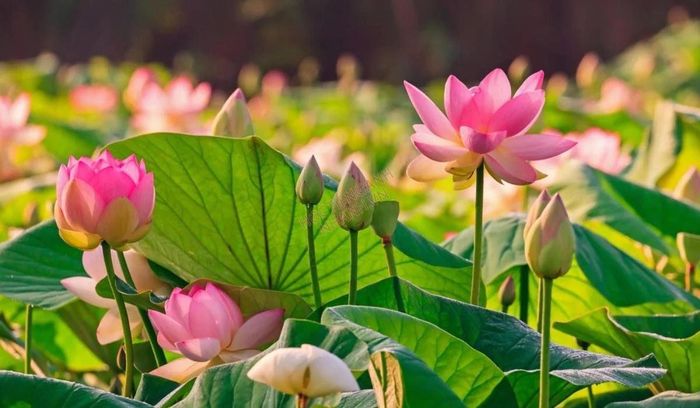 Lễ hội Sen Hà Nội 2026 diễn ra từ ngày 26 đến 28/6 tại nhiều không gian văn hóa quanh Hồ Tây. (Ảnh minh họa).
