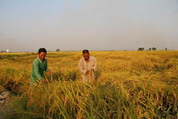 Đất được xổ phèn, năng suất lúa ngày một tăng làm cho đời sống người nông dân ngày càng khấm khá