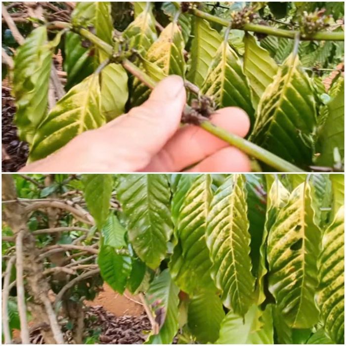 Mặc dù chủ vườn tưới nước thường xuyên nhưng cây vẫn xảy ra hiện tượng cháy lá, cháy hoa do những cành này tiếp xúc trực tiếp với tia UV