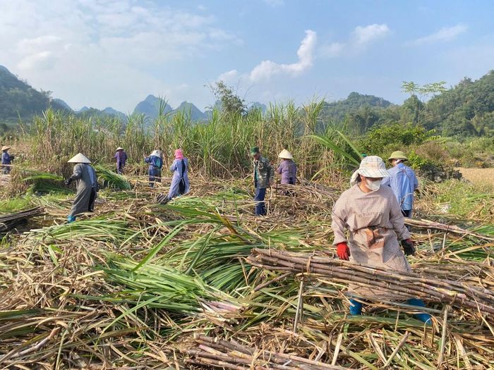 Nông dân xã Phục Hòa thu hoạch mía nguyên liệu. Ảnh: Quốc Sơn
