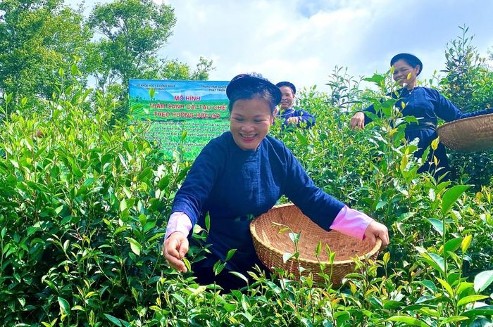 Mô hình thâm canh, cải tạo chè theo hướng hữu của Hợp tác xã chè Đoỏng Pán, xã Độc Lập cho năng suất cao, thân thiện với môi trường. Ảnh: Quốc Sơn