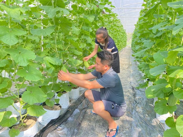 Mô hình trồng dưa lê lai trong nhà màng kính của anh Ngụy Văn Công, xóm Bản Hoàng, xã Trường Hà cho thu lợi hơn 400 triệu đồng mỗi năm. Ảnh: Quốc Sơn