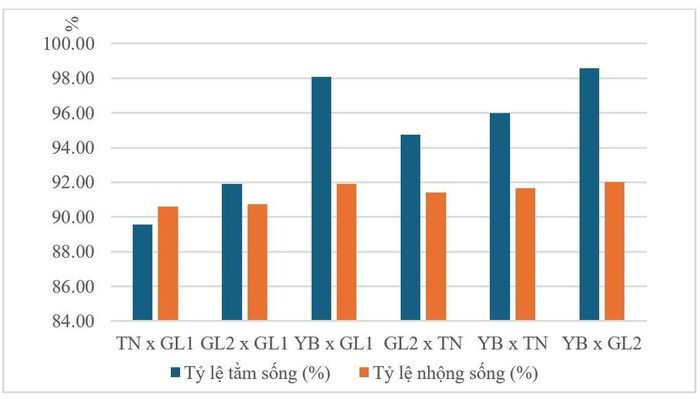 Hình 1: Tỷ lệ tằm sống, tỷ lệ nhộng sống của các cặp lai trong điều kiện nóng ẩm