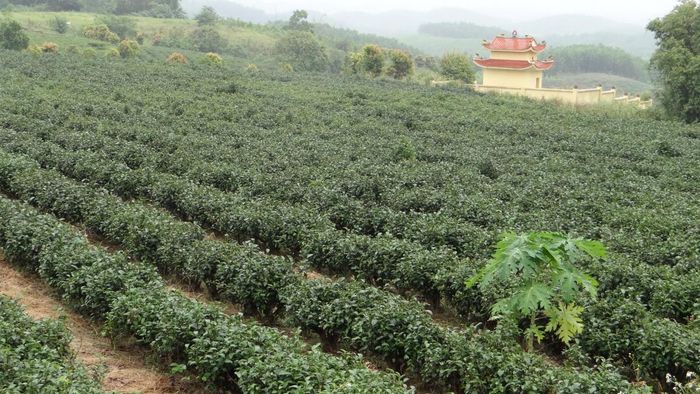 Một góc đồi chè của bà Hà Ngọc Quỳnh