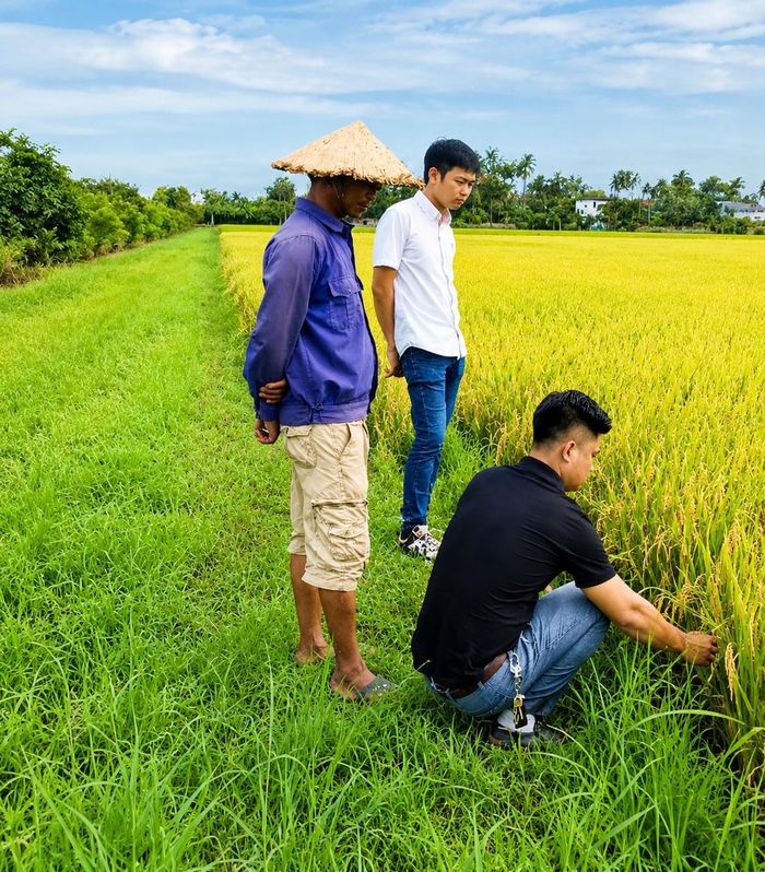  Phóng viên tạp chí Hữu cơ Việt Nam thực tế cánh đồng hơn 20ha của anh Trần Tăng Dũng. Ảnh : Duy Mạnh