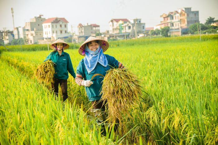 Giá lúa gạo hôm nay 23/6 duy trì ổn định. (Ảnh minh họa: VTV)