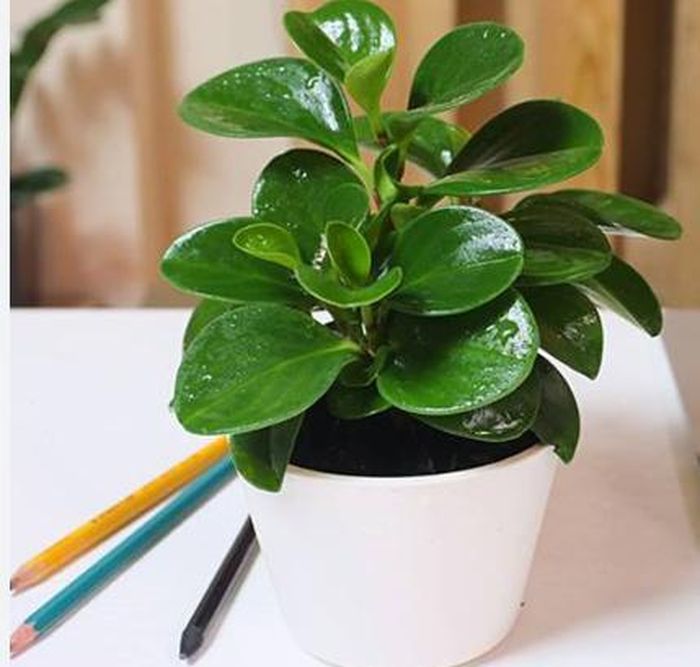 Cây trường sinh sẽ mang đến cho gia chủ mệnh Mộc tuổi Nhâm Tý tài lộc, may mắn và những điều tích cực trong cuộc sống.