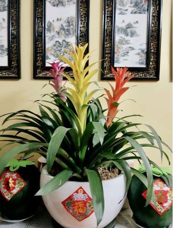 Một trong những cây mang đến tài lộc và sự hưng thịnh cho người tuổi Canh Tý là cây phong lộc.