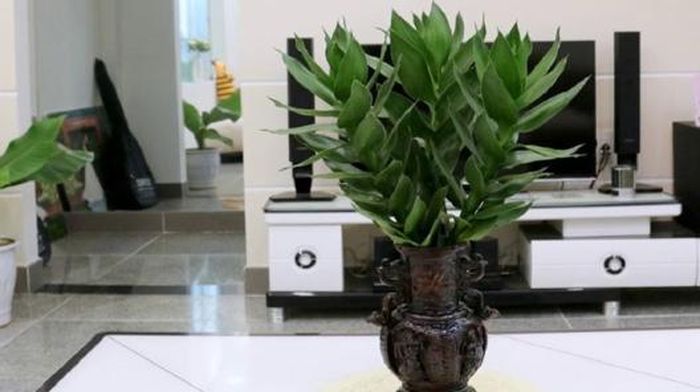 Theo phong thủy, người tuổi này nên đặt trên bàn làm việc những loại cây cảnh có màu nâu, màu trắng như: Cây ngọc ngân, cây phát tài, cây đế vương, cây búp sen, cây cau Nhật...
