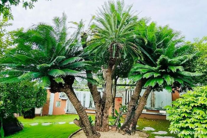 Tuổi Quý Sửu có thể tham khảo một số gợi ý nên chọn các loại cây có màu xanh dương và xanh lá cây theo ngũ hành tương sinh như: Cây kim tiền, cây phát tài, tùng, trúc, thiên tuế...