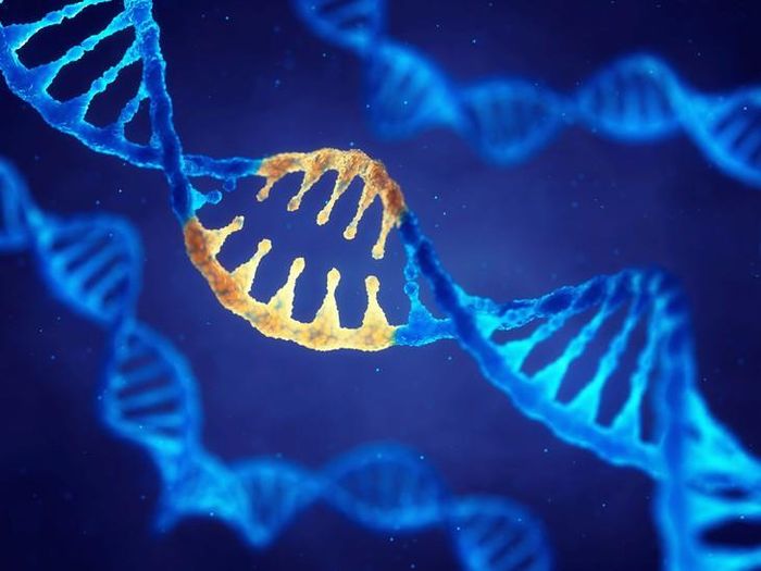 NAVSUNLI sử dụng AAV để trực tiếp đưa gen IDS vào hệ thần kinh trung ương, giúp cơ thể sản xuất enzyme liên tục nhằm vượt qua hàng rào máu não và sửa chữa các tổn thương sâu tại đây. Hình minh họa: GJE