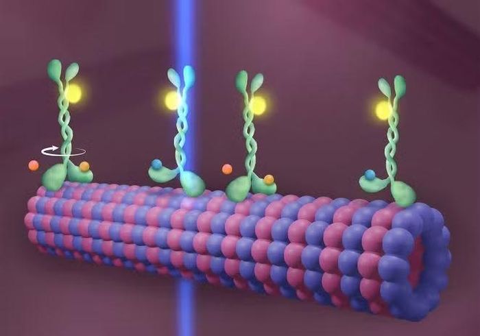 Kinesin vận chuyển các chất dẫn truyền tạo niềm vui khắp cơ thể người. Nguồn: The Scientist