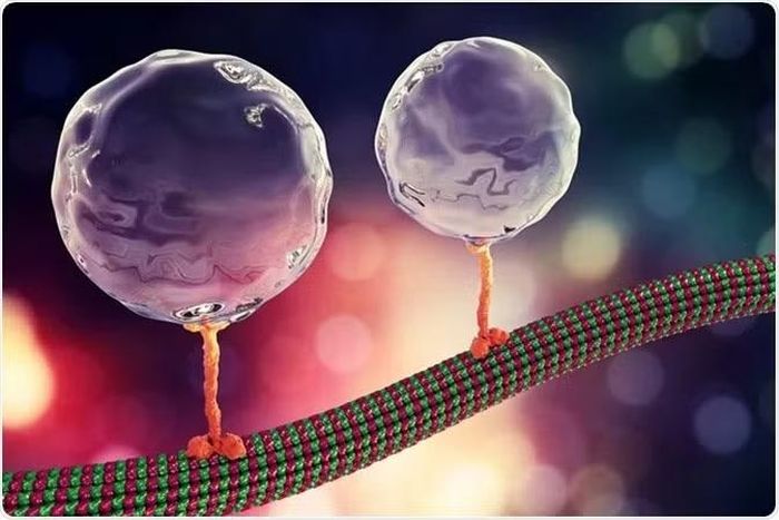 Hình ảnh mô phỏng Kinesin. Nguồn: News Medical