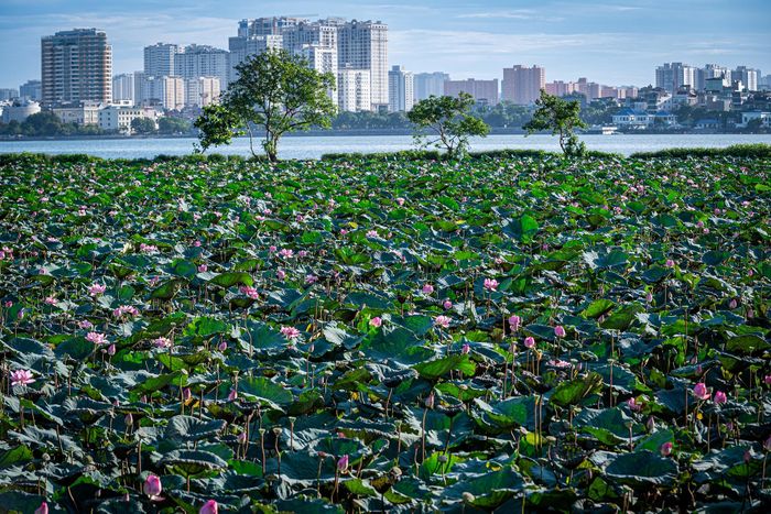  Cùng việc cải tạo cảnh quan ven Hồ Tây, Hà Nội đang triển khai đề án khôi phục và phát triển sen Tây Hồ tại nhiều ao, đầm trong khu vực quanh hồ. Các hạng mục này được kỳ vọng tạo điểm nhấn cảnh quan, gia tăng không gian công cộng và góp phần gìn giữ, phát huy giá trị văn hóa gắn với sen Hồ Tây. 