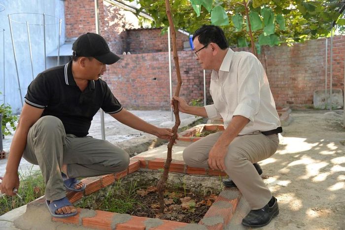 Nho mẫu đơn được canh tác theo hướng hữu cơ, đảm bảo chất lượng và an toàn cho người tiêu dùng