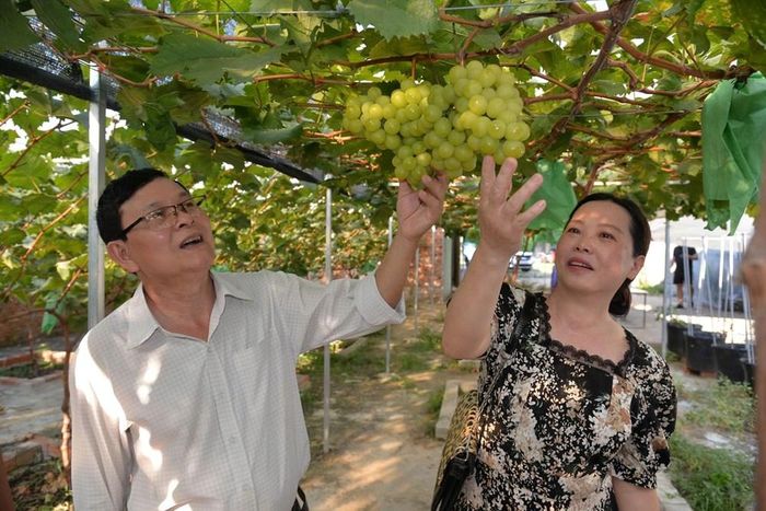 Du khách thích thú trải nghiệm và chụp ảnh giữa những giàn nho mẫu đơn sai quả