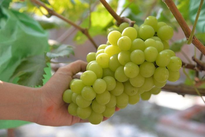 Những chùm nho mẫu đơn căng mọng, sai trĩu quả trong vườn của anh Hồ Xể ở xã Thọ Phong