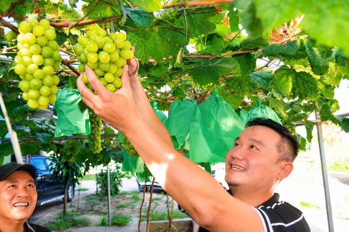 Những chùm nho vàng xanh nổi bật dưới tán lá tạo nên khung cảnh đẹp mắt giữa vùng quê Thọ Phong