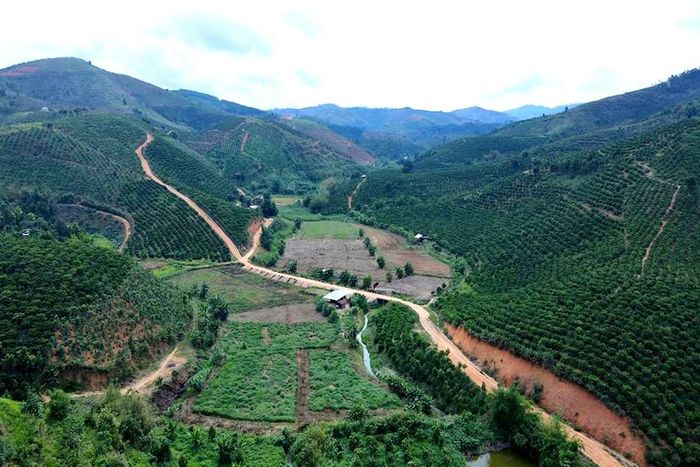 Những vùng sản xuất nông nghiệp tạo sinh kế bền vững cho người dân Bờ Y. Ảnh: Quang Vinh