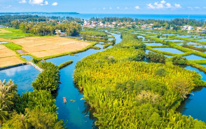 Hiện khu vực rừng dừa nước Tịnh Khê vẫn còn nhiều dư địa để phát triển. Ảnh: Đoàn Vương Quốc