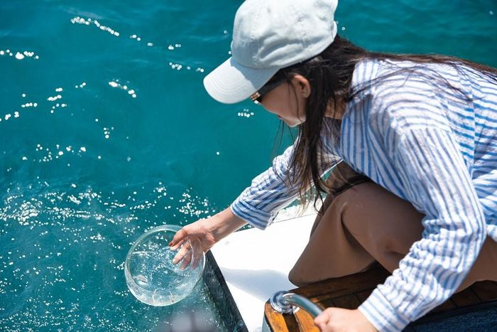 Thả cá giống tái tạo môi trường vịnh Nha Trang