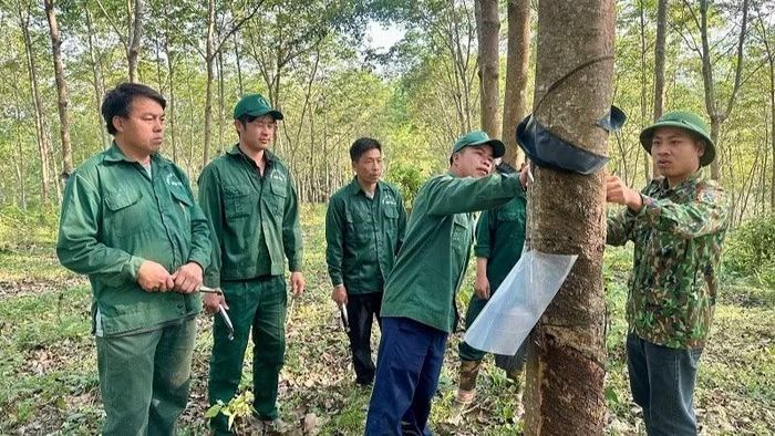 Cán bộ kỹ thuật Đội cao-su Tuần Giáo hướng dẫn công nhân kỹ thuật cạo mủ tại vườn cây.