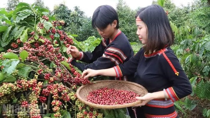 Đắk Lắk, vùng trọng điểm cây công nghiệp, có thế mạnh về nông nghiệp, công nghiệp chế biến...
