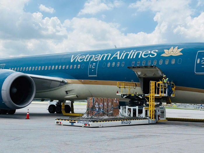 Vietnam Airlines bố trí máy bay thân rộng Boeing 787 tạo điều kiện thuận lợi nhất cho việc vận chuyển các cá thể sếu trong suốt hành trình