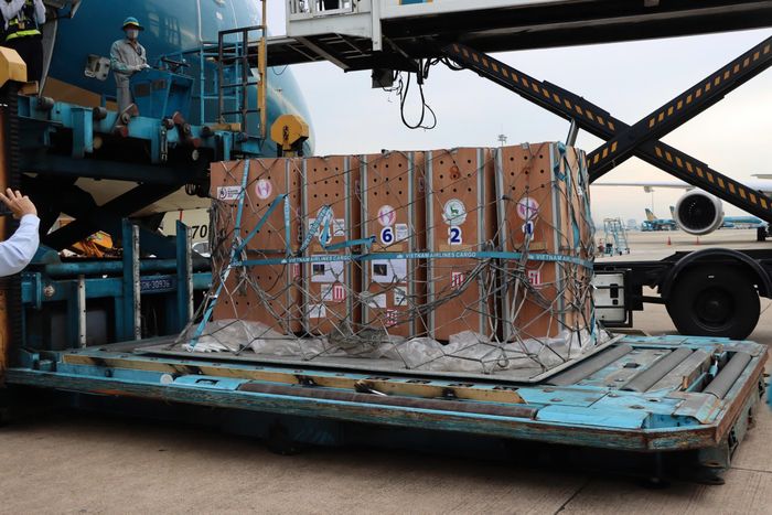 Các cá thể sếu đầu đỏ sau khi hạ cánh tại sân bay Tân Sơn Nhất nhanh chóng được đưa về kho hàng