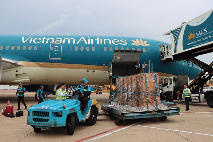 Các cá thể sếu được đưa về an toàn tại Sân bay Quốc tế Tân Sơn Nhất, TPHCM