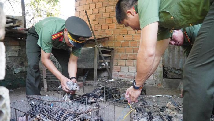 Gà giống được hỗ trợ cho người dân.