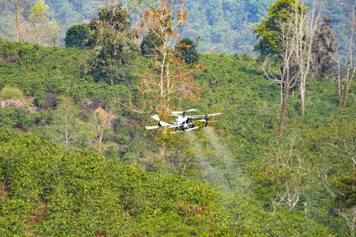  FPT thử nghiệm ứng dụng UAV trong nông nghiệp tại Điện Biên và ghi nhận nhiều kết quả tích cực. Ảnh: XUÂN TƯ 