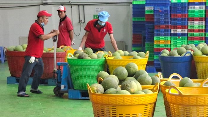 Những lô bưởi của Vina T&T Group (trụ sở tại TPHCM) chuẩn bị xuất đi nước ngoài. Ảnh: ĐỨC TRUNG