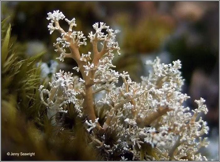 Ảnh: irishlichens