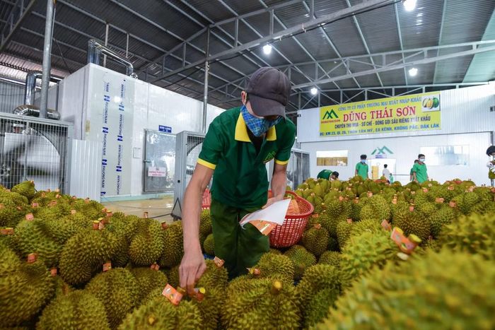 Sầu riêng là một trong những mặt hàng nông sản xuất khẩu chủ lực sang Trung Quốc (ảnh: Nguyễn Thủy).
