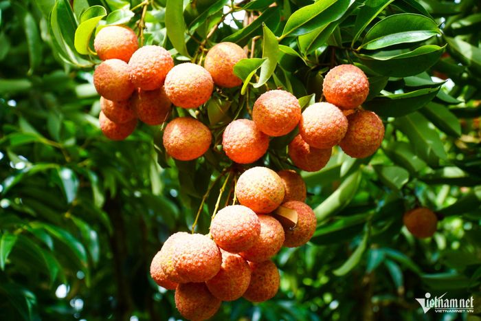 Tuy mất mùa, vải thiều Bắc Ninh vẫn thắng lớn nhờ giá bán cao kỷ lục.