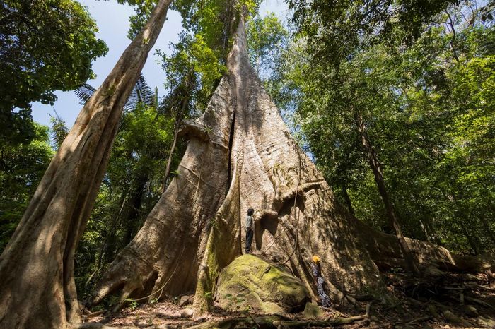 Cây Sompong khổng lồ hơn 100 năm tuổi ở Khao Phanom Bencha National Park, tỉnh Krabi, Thái Lan. Ảnh: Tổng cục Du lịch Thái Lan (TAT)