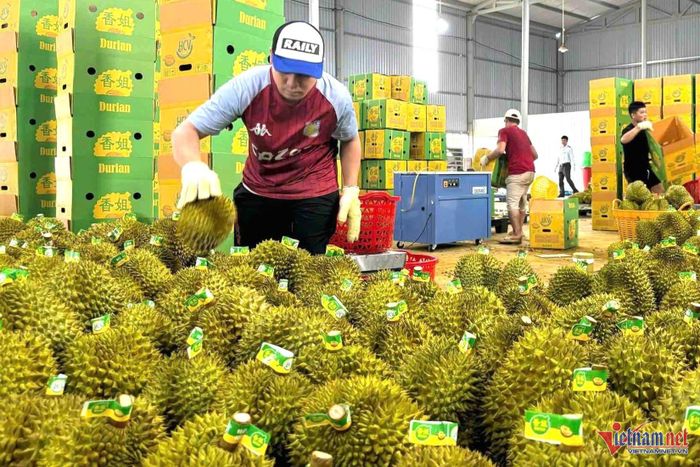 Trung Quốc là thị trường tiêu thụ sầu riêng lớn nhất của Việt Nam. Ảnh: Hải Dương