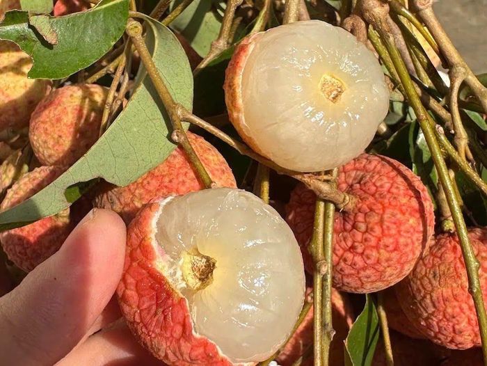 Chỉ nên ăn quả vải đã chín, không bị dập nát. Ảnh: Lưu Hồng