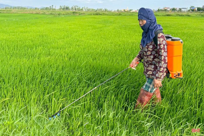 Việc chủ động giám sát đồng ruộng và triển khai các biện pháp phòng trừ theo khuyến cáo của chuyên môn là giải pháp hàng đầu bảo đảm sản xuất an toàn, thắng lợi.