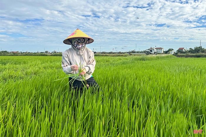 Lúa hè thu trên địa bàn Hà Tĩnh đang bước vào giai đoạn đẻ nhánh rộ.