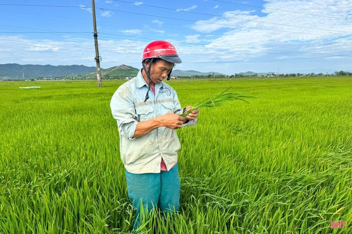 Ông Lê Văn Hải (thôn Hưng Trung, xã Cẩm Hưng) thường xuyên thăm đồng để theo dõi diễn biến sâu cuốn lá gây hại trên lúa.